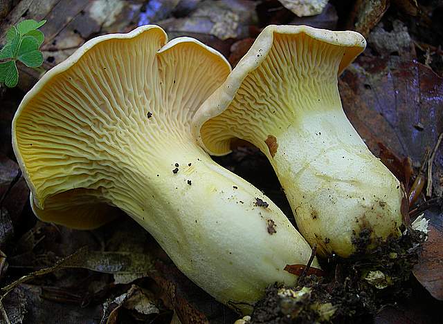 I  Funghi  della  faggeta  calcarea